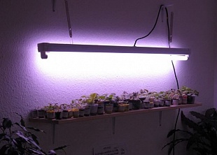 L 36W/77 FLUORA OSRAM